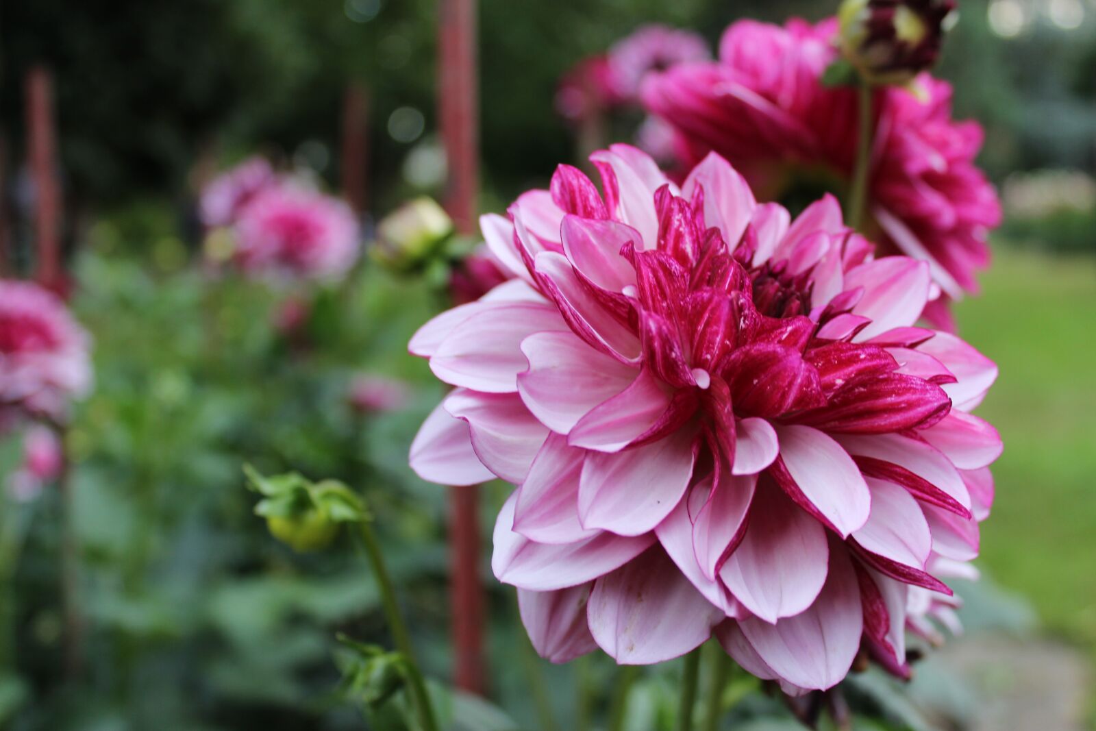Canon EOS 600D (Rebel EOS T3i / EOS Kiss X5) sample photo. Flower, intense color, pink photography