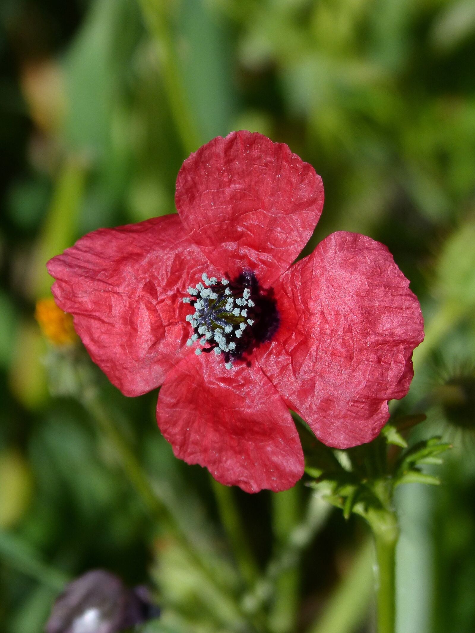Panasonic DMC-FZ62 sample photo. Papaver hybridum, poppy, sad photography