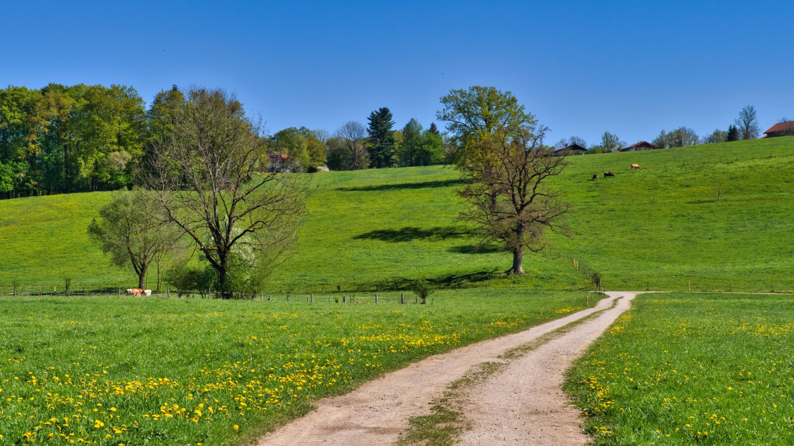 Nikon D7500 sample photo. Spring, away, lane photography
