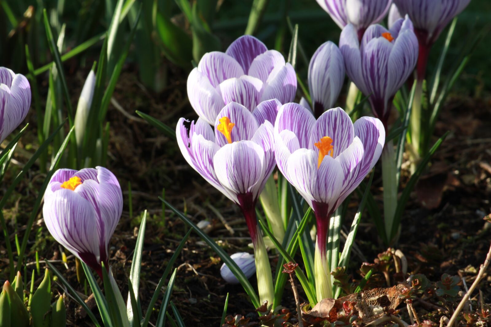 Canon EOS 500D (EOS Rebel T1i / EOS Kiss X3) sample photo. Crocus in bloom, flower photography