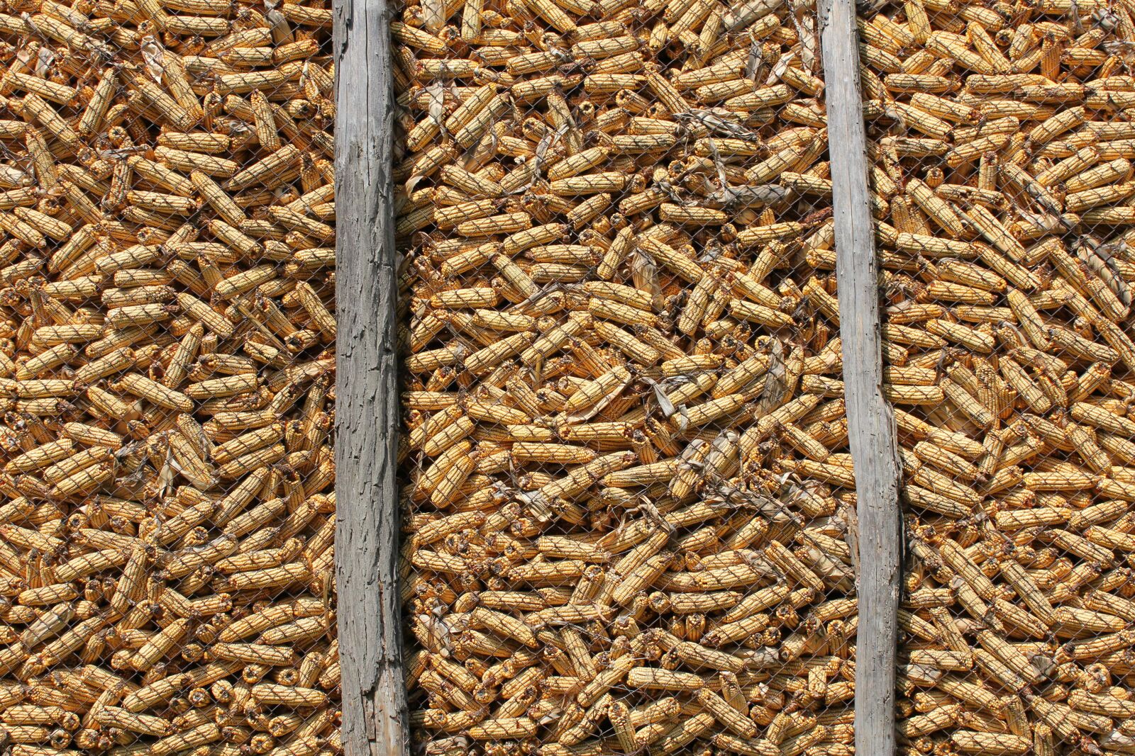 Canon EF-S 18-55mm F3.5-5.6 IS sample photo. Corn, barn, dry, upclose photography