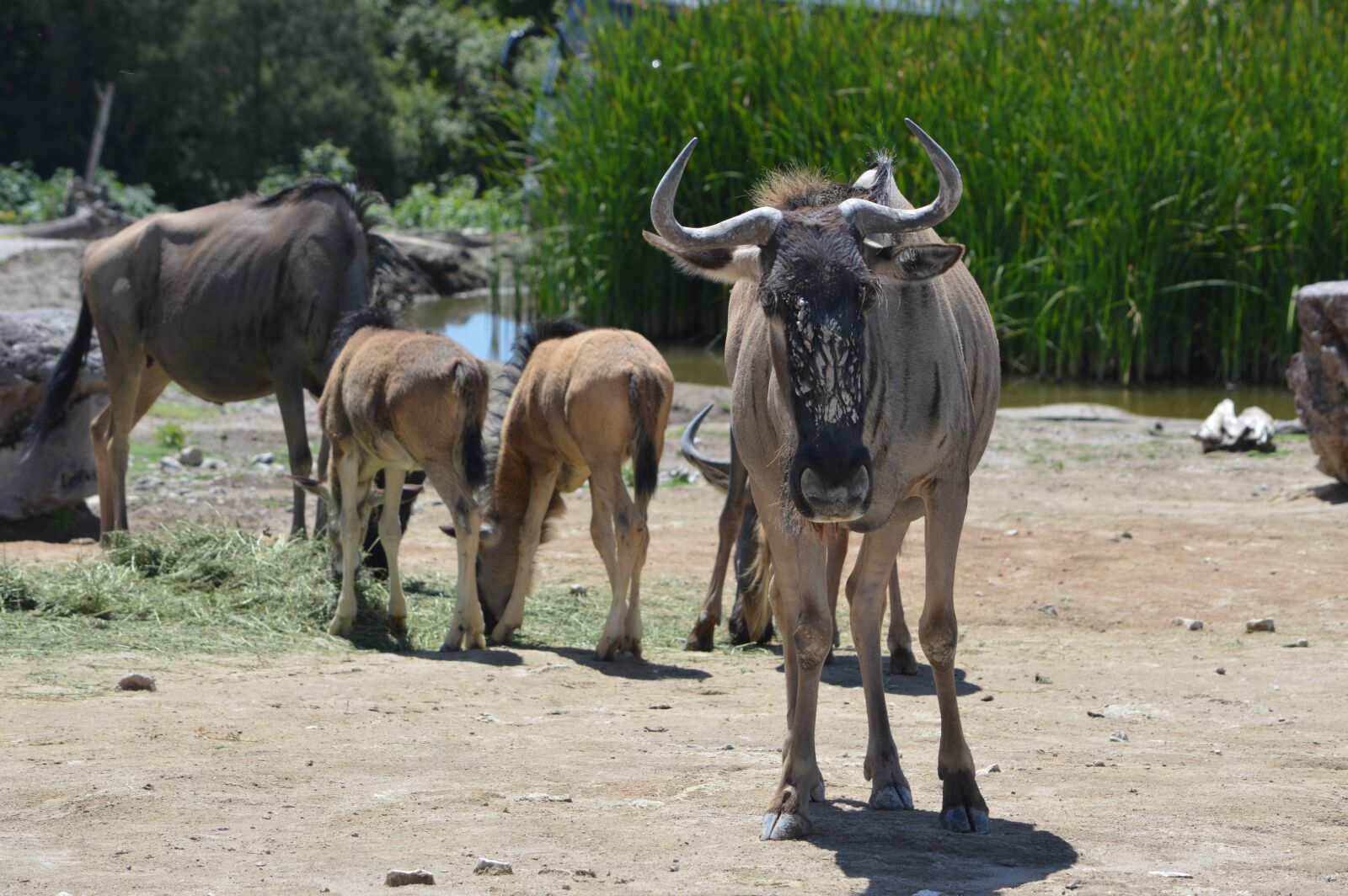 Nikon D3200 sample photo. Horns, mammal, large photography