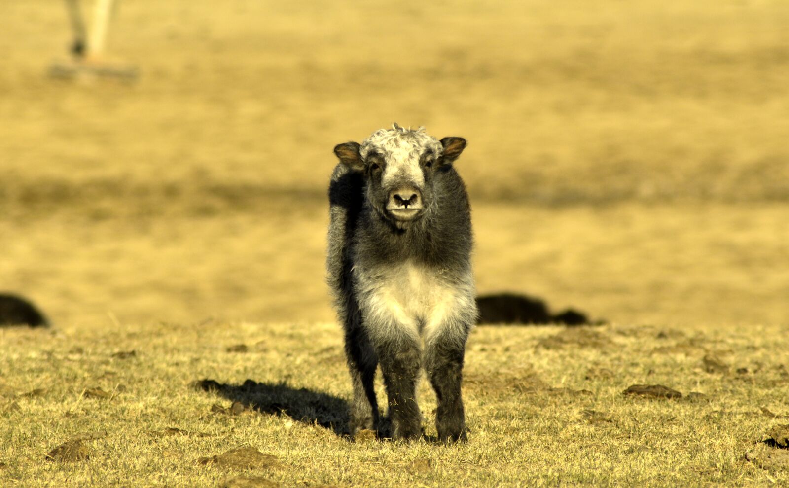 Nikon D90 sample photo. Baby yak, yak cub photography