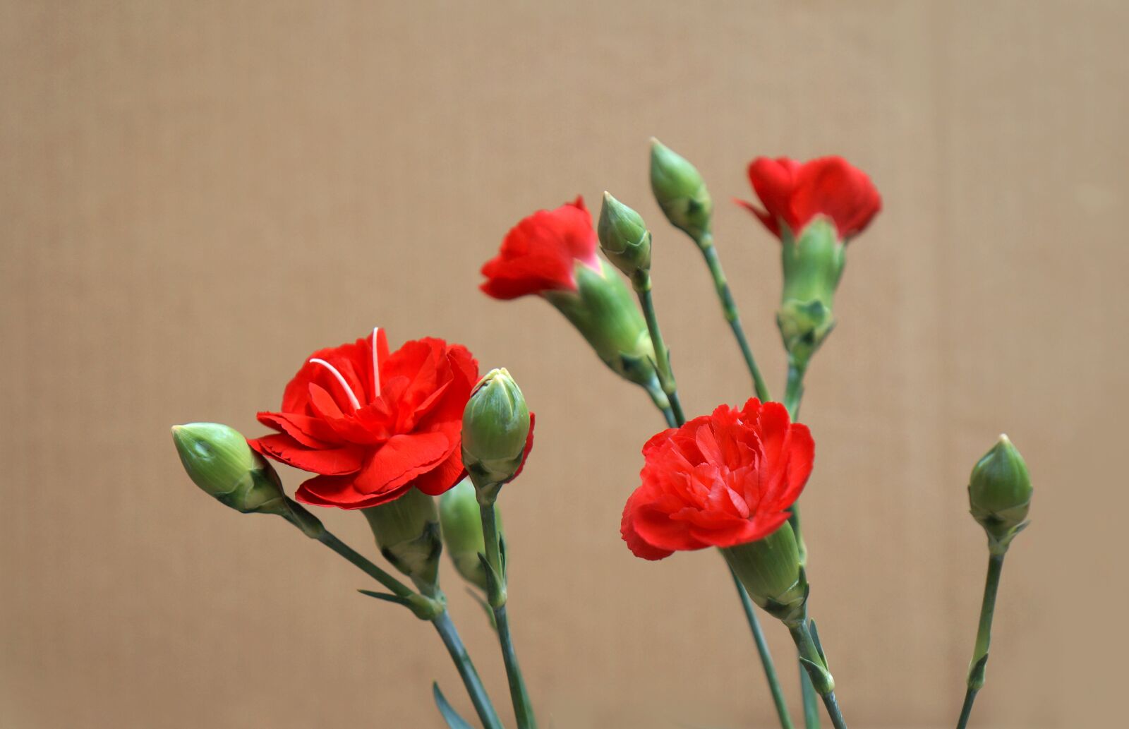 Sony Alpha NEX-F3 + Sony E 18-55mm F3.5-5.6 OSS sample photo. Carnations, red, natural photography