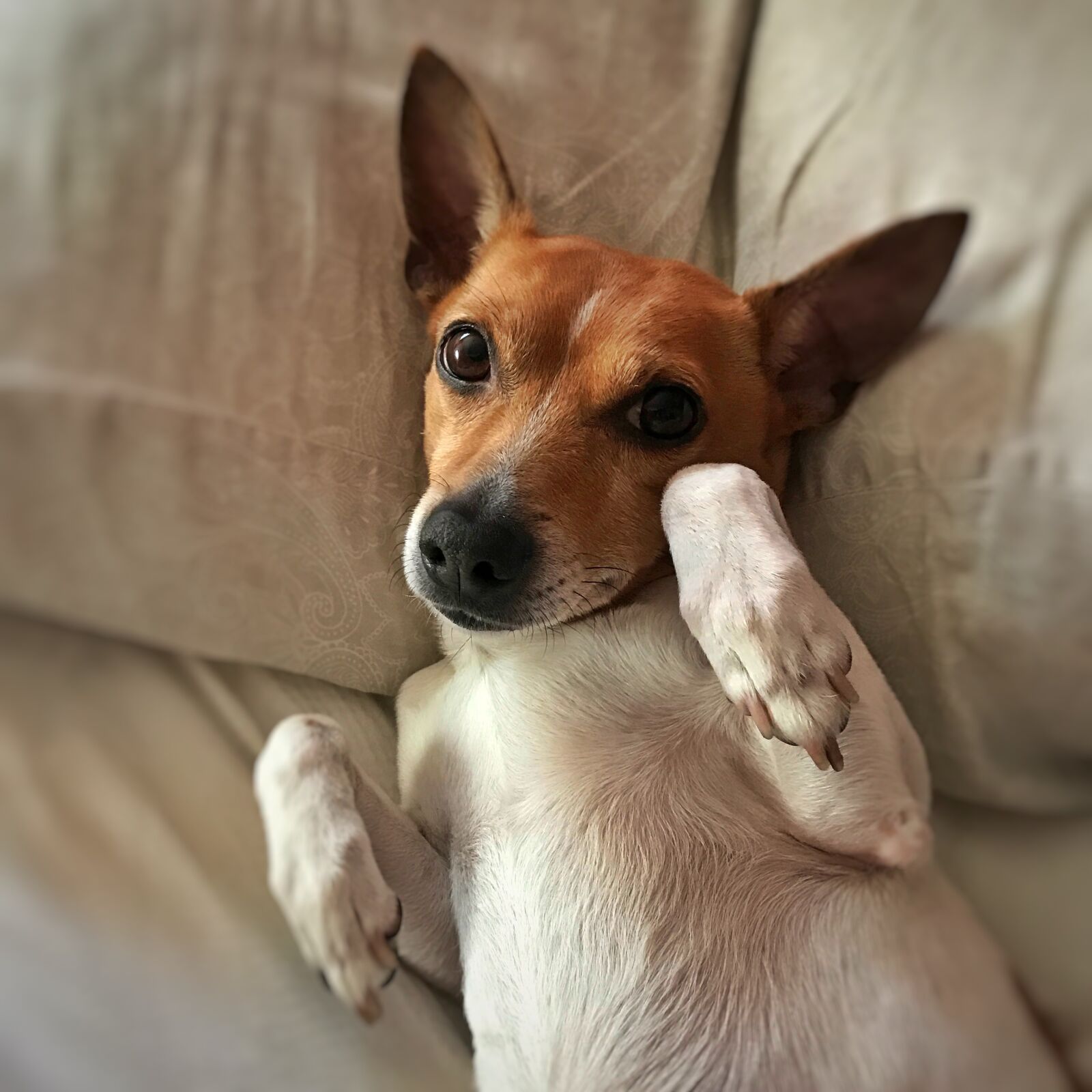 Apple iPhone 7 Plus sample photo. Dog, cute, jack russell photography