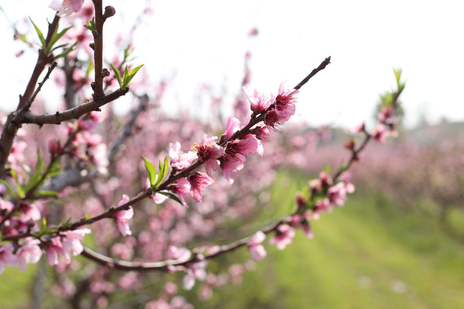 Canon EF 50mm F1.8 II sample photo. Apricot, blossom, bloom photography