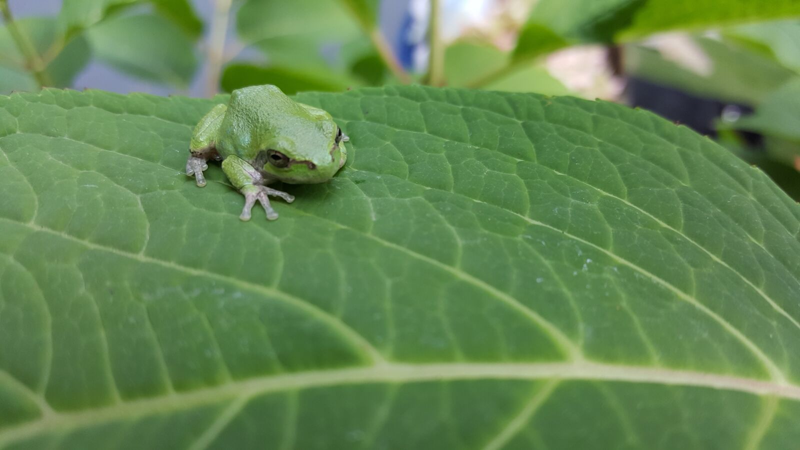 Samsung Galaxy Note5 sample photo. Frog, toad, amphibian photography