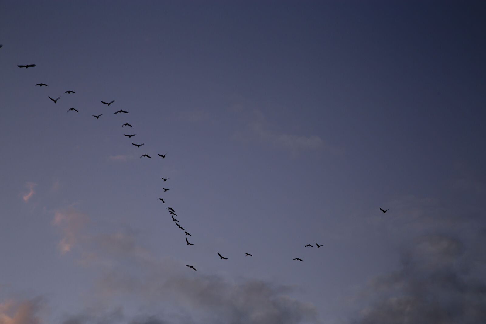 Canon EF 24-105mm F4L IS USM sample photo. Atardecer, bird, birds, cielo photography