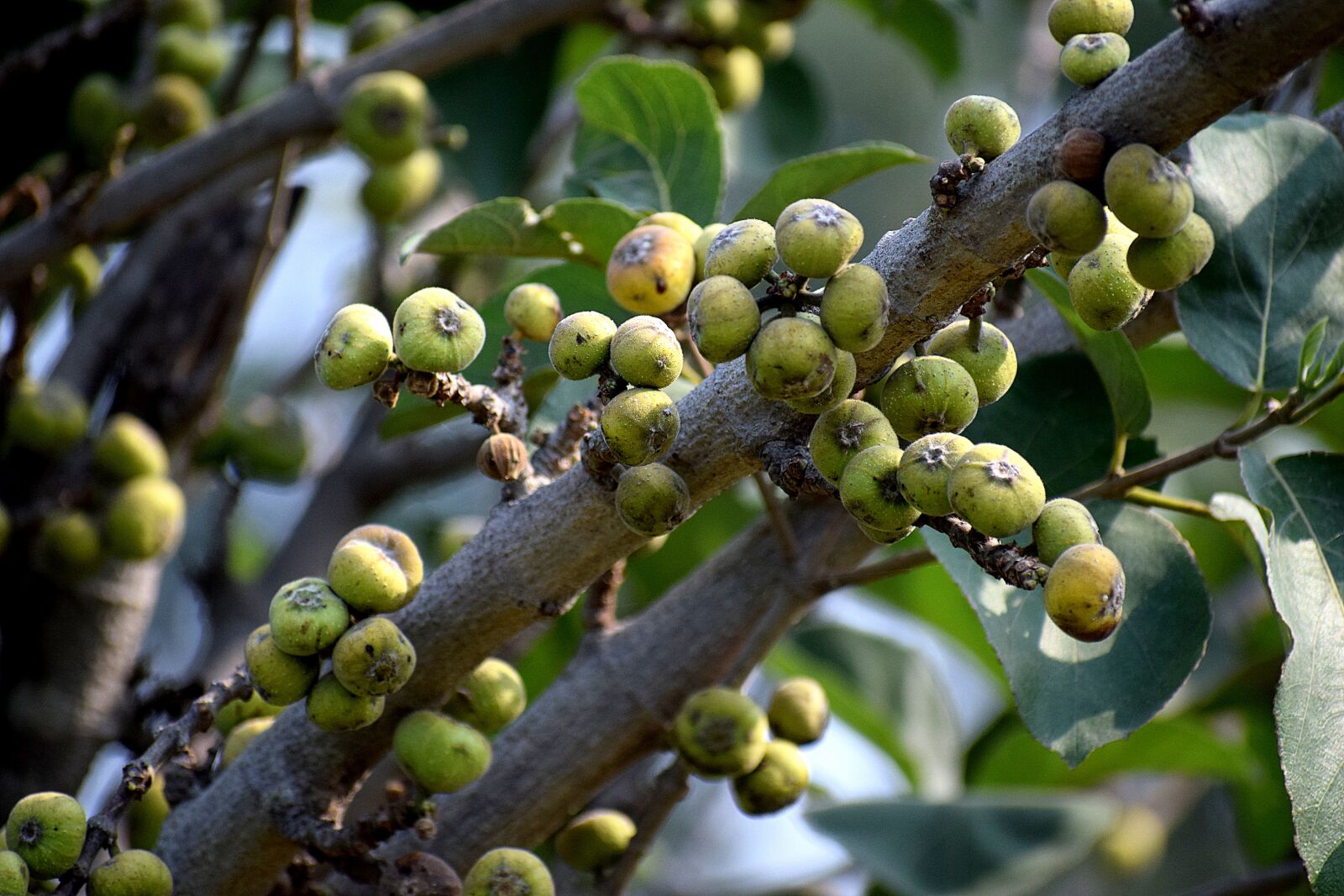Nikon D3300 sample photo. Wild, fruit, nature photography