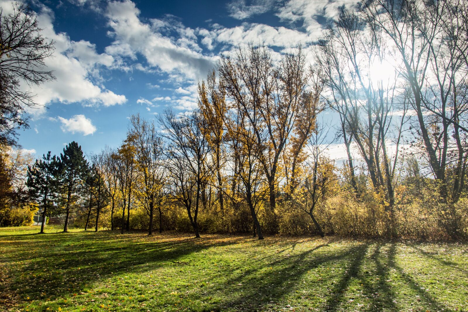 Canon EOS 70D + Canon EF-S 15-85mm F3.5-5.6 IS USM sample photo. Trees, nature, autumn photography