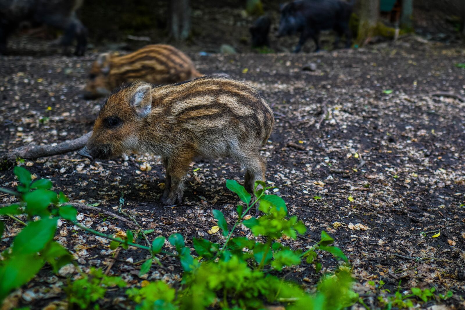 Sony a6400 + Sigma 16mm F1.4 DC DN | C sample photo. Wild boar, pig, sows photography