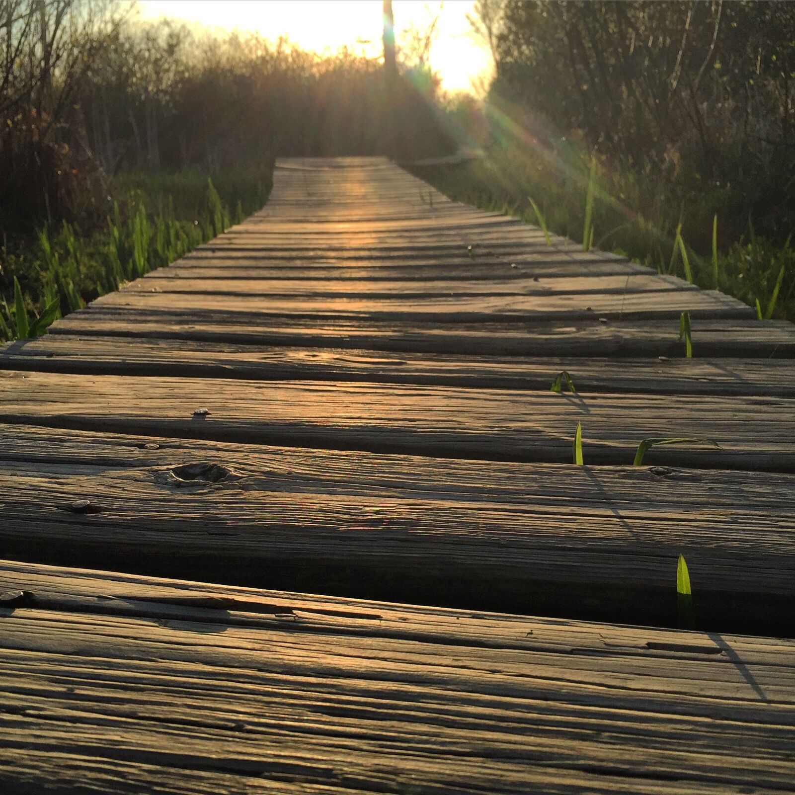 iPhone 6 Plus back camera 4.15mm f/2.2 sample photo. Boardwalk, sunset, sun photography