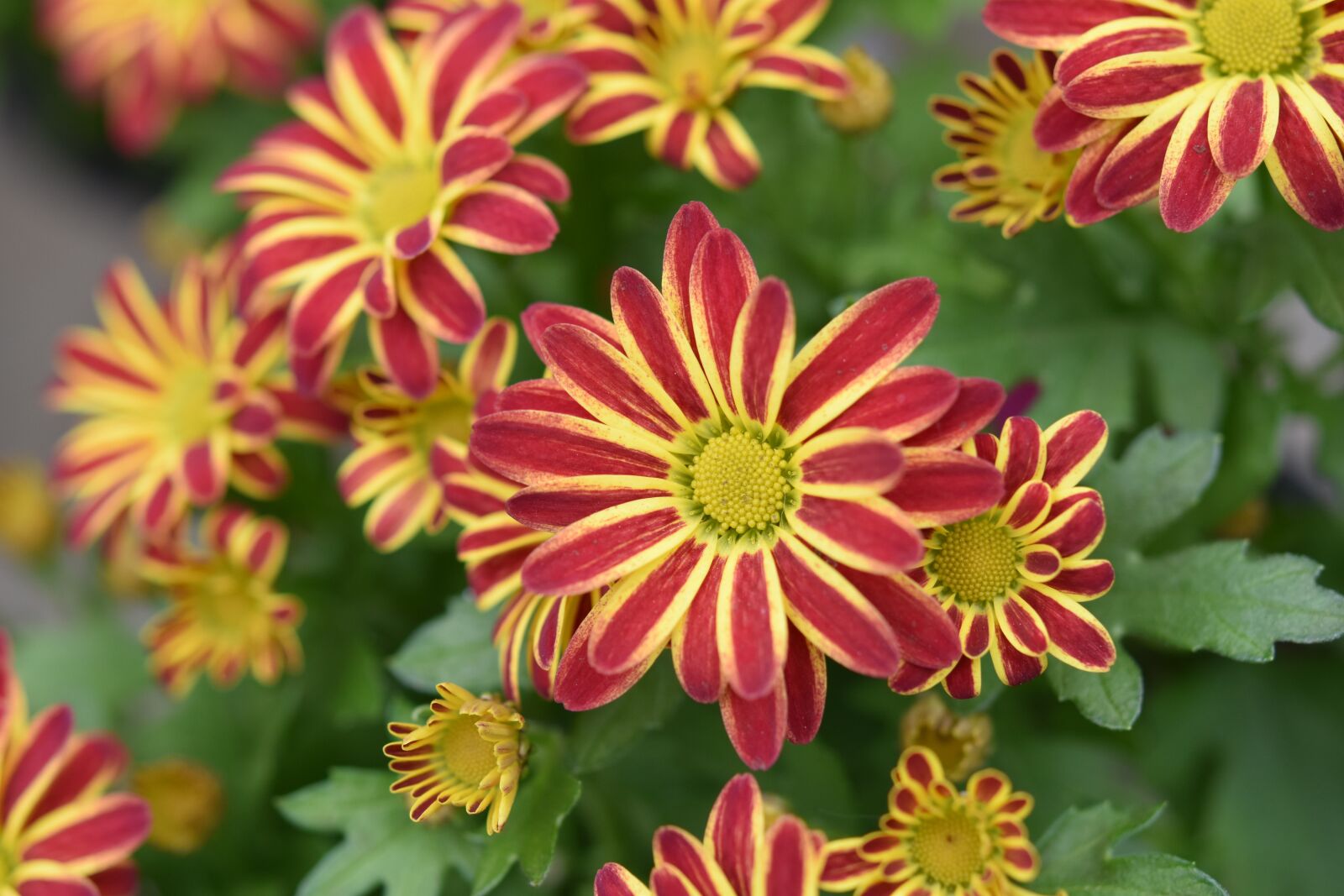 Nikon D5600 sample photo. Flowers, flower, mums photography