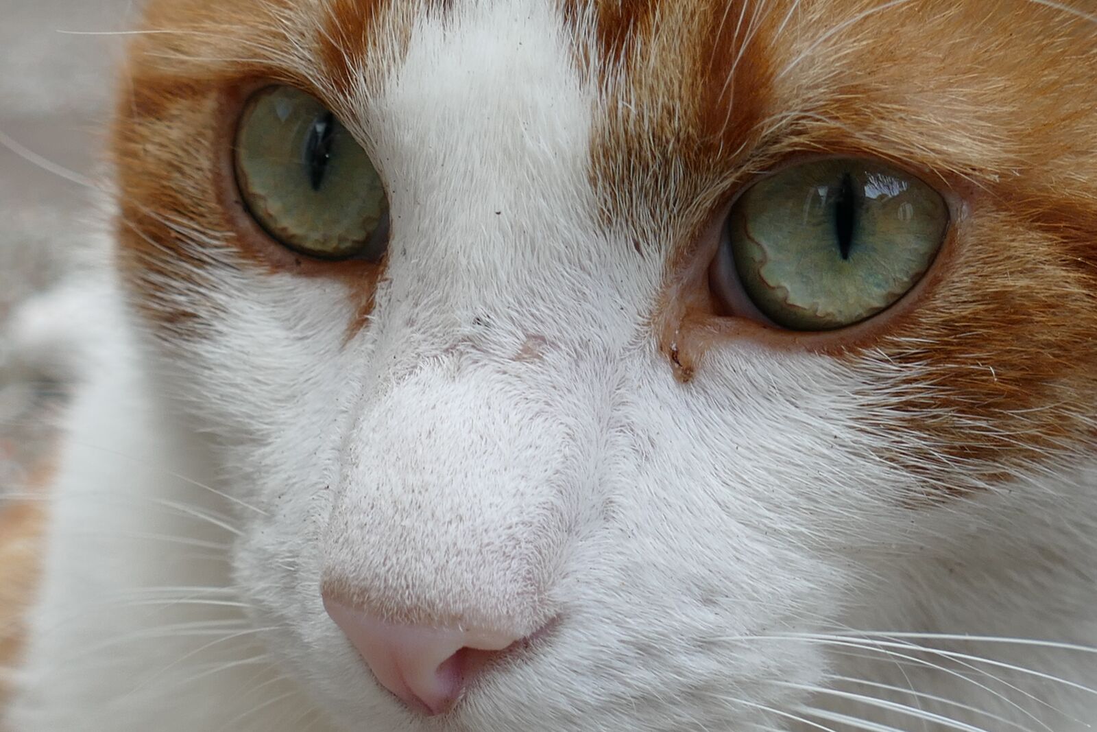 Panasonic Lumix DMC-FZ1000 sample photo. Cat, pet, mammal photography