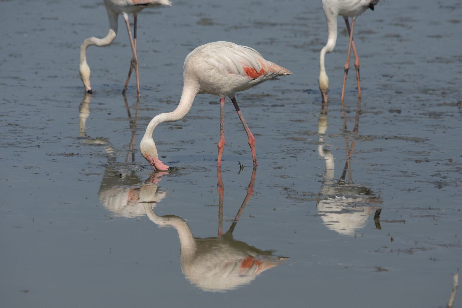 Nikon D7200 sample photo. Flamingo, camarque, water photography