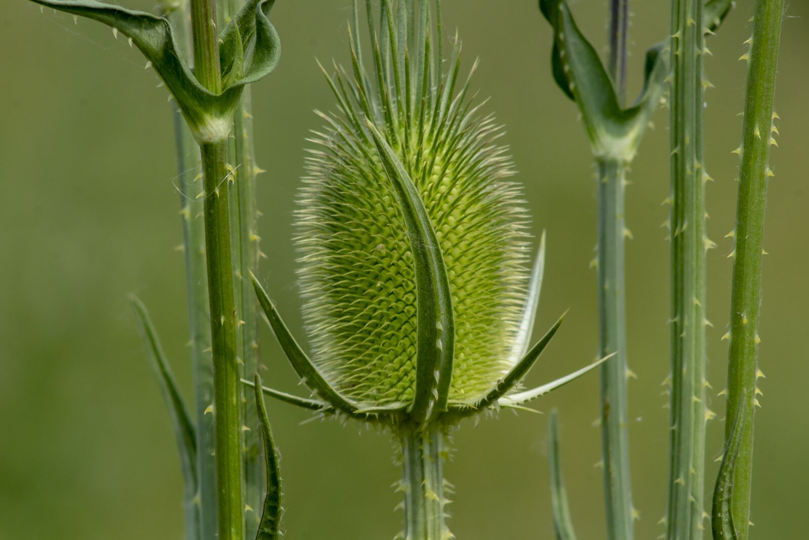 Canon EF75-300mm f/4-5.6 sample photo. Wildflower, stalk, szam rk photography