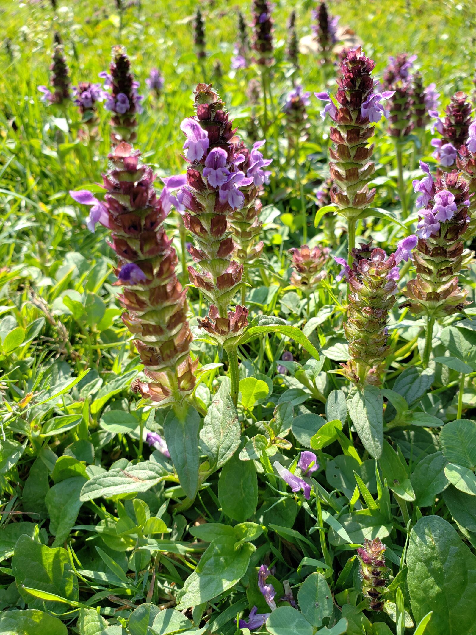 Samsung Galaxy S9 sample photo. Flowers, field, leaves photography