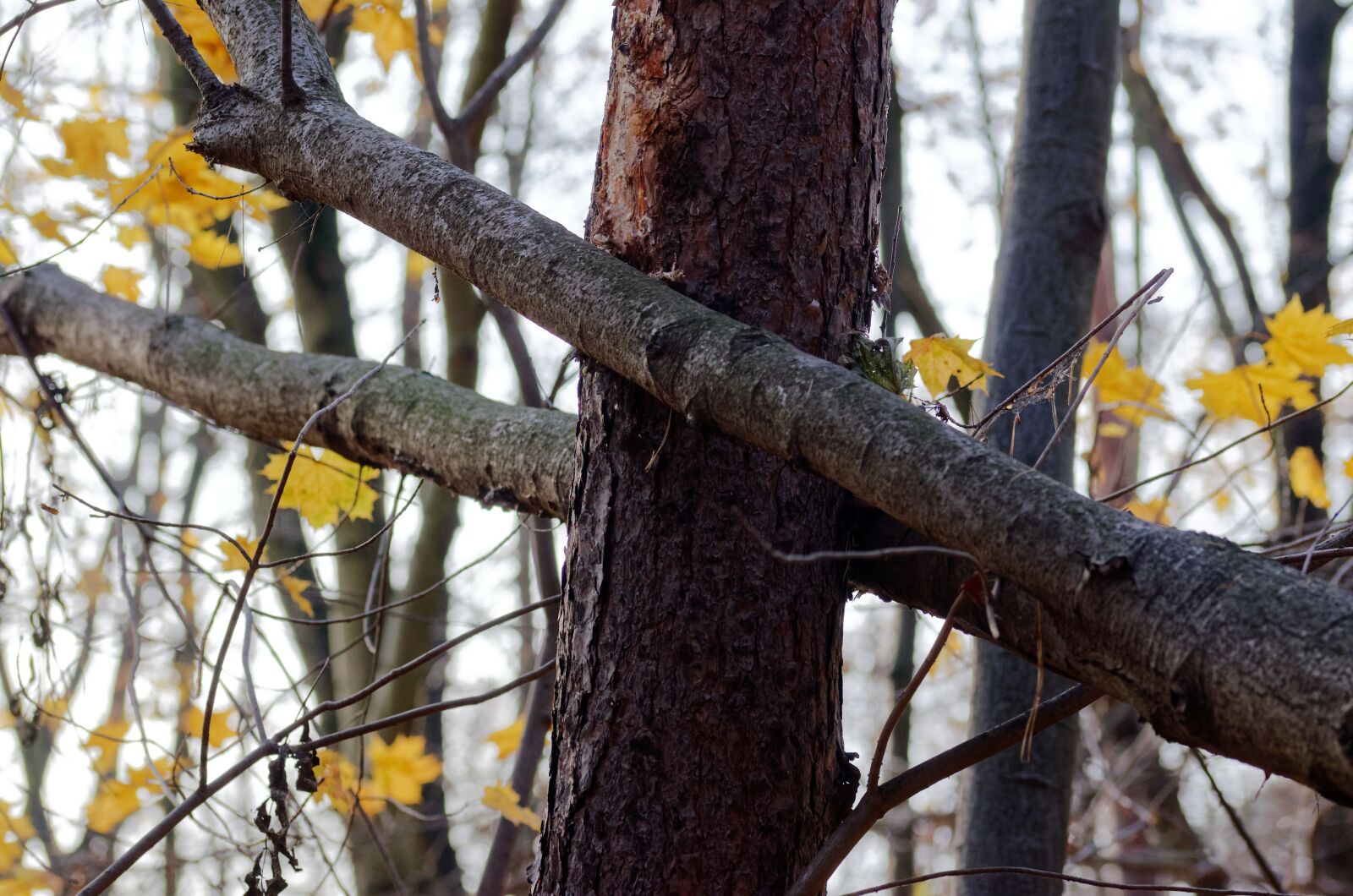 Nikon D5100 sample photo. Trunk, tree, inverted photography