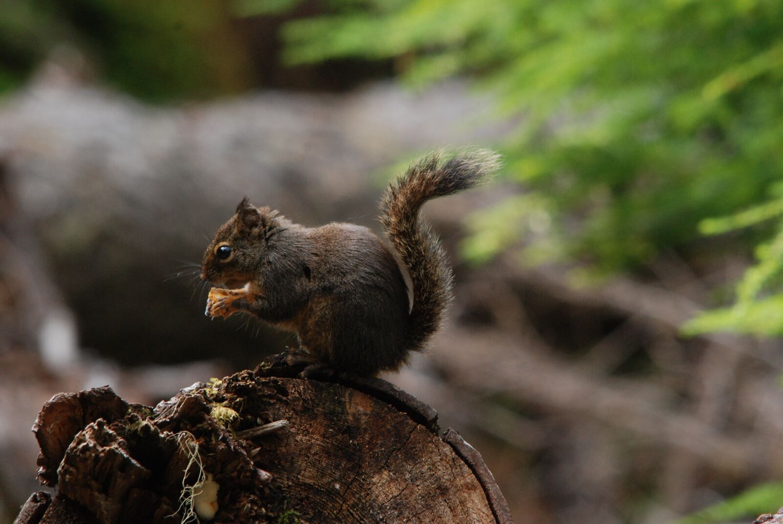 Nikon D80 sample photo. America, washington state, animal photography