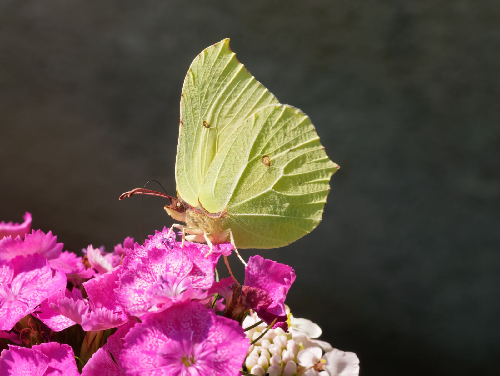 Olympus M.Zuiko Digital ED 60mm F2.8 Macro sample photo. Butterflies, lemon, macro photography