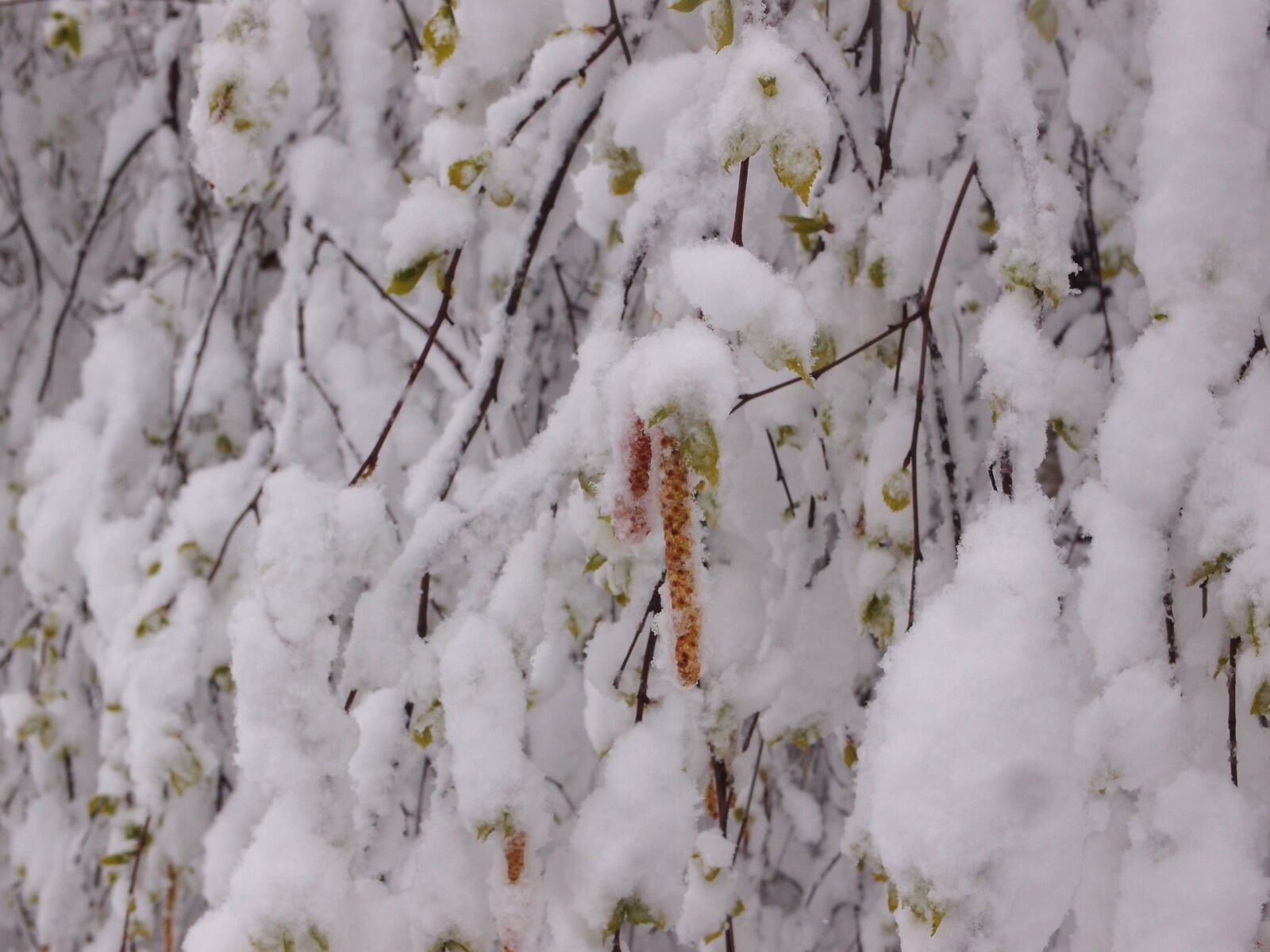 Olympus XZ-1 sample photo. Tree, birch, element photography
