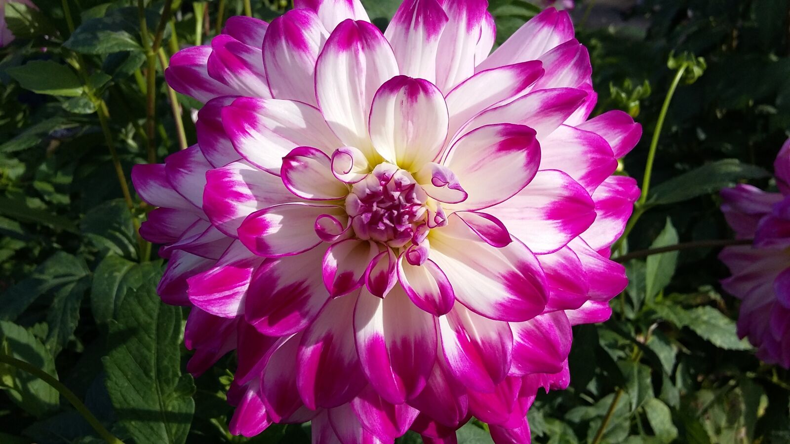 Samsung Galaxy A3 sample photo. Flower, summer, beautiful flower photography