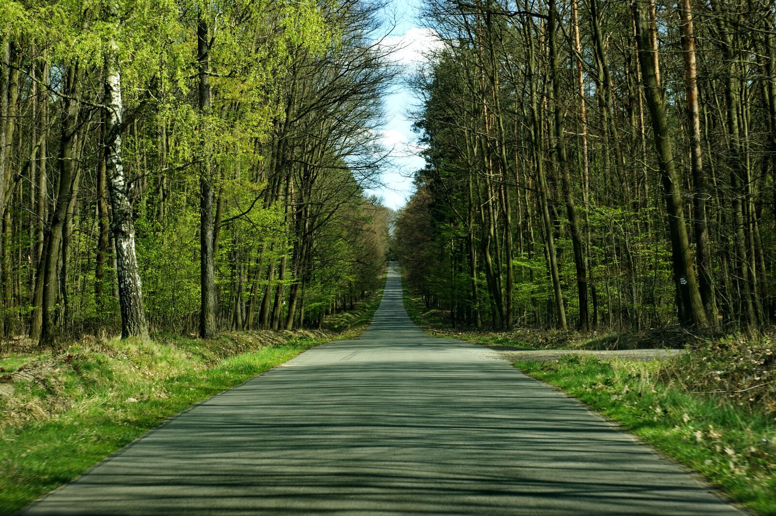 Sony Alpha DSLR-A290 sample photo. Tree, forest, landscape photography