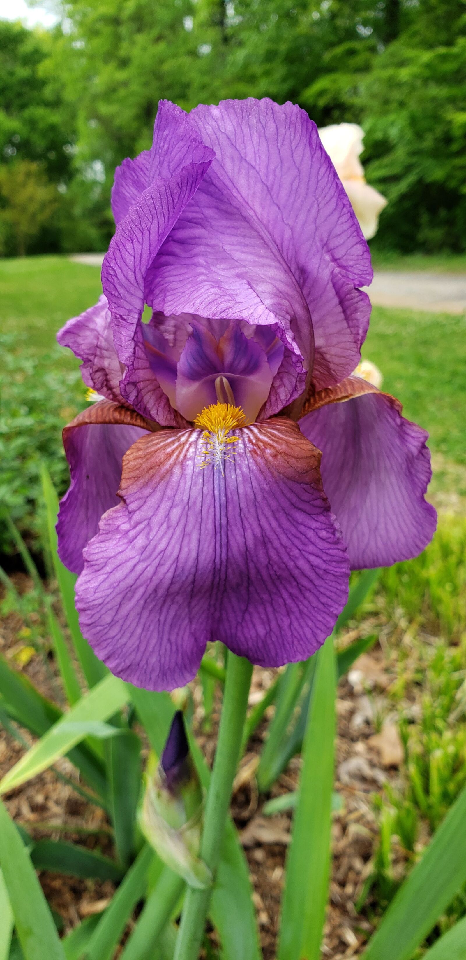 Samsung Galaxy S9 sample photo. Purple iris, spring, iris photography