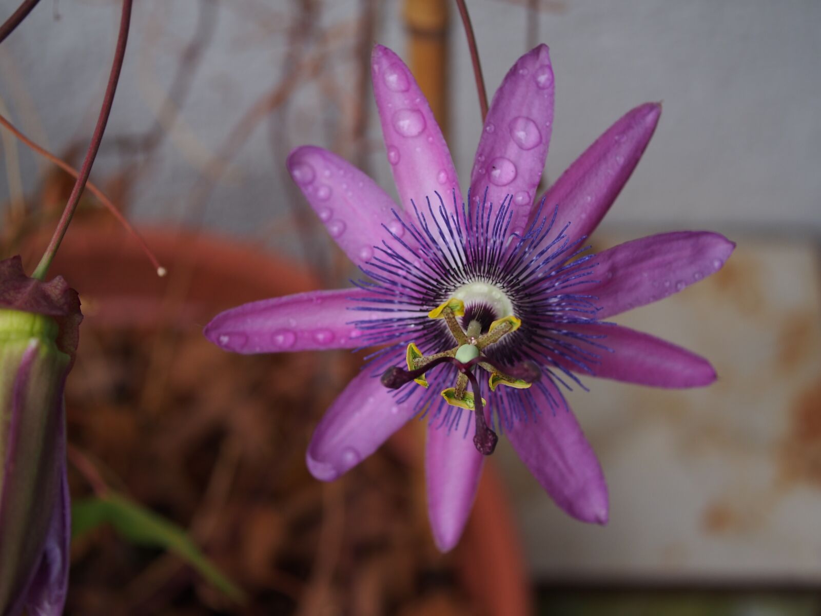 Olympus PEN E-PM2 sample photo. Passion flower, blossom, bloom photography