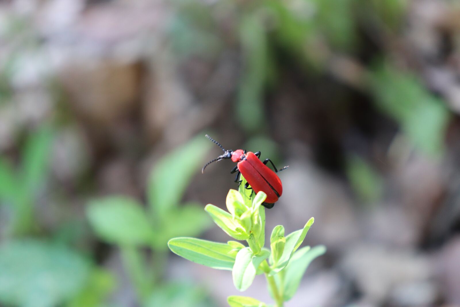 Canon EOS 200D (EOS Rebel SL2 / EOS Kiss X9) sample photo. Beetle, red, insects photography
