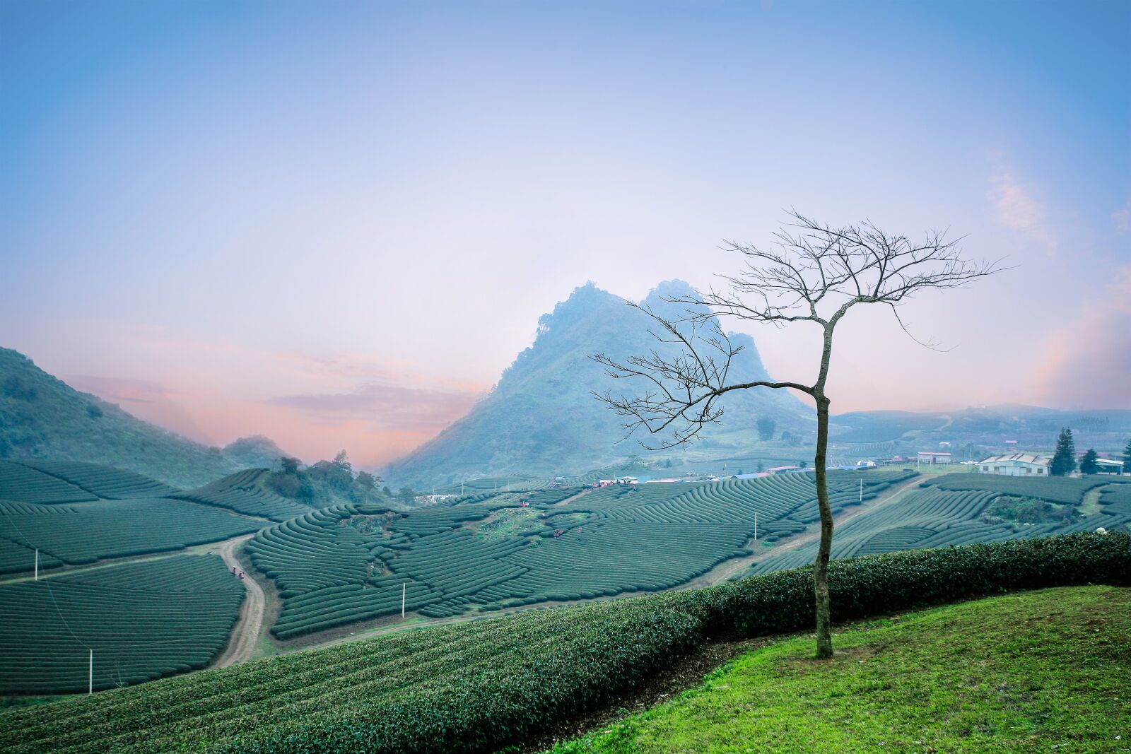 Canon EOS 5D sample photo. Moc chau tea doi photography