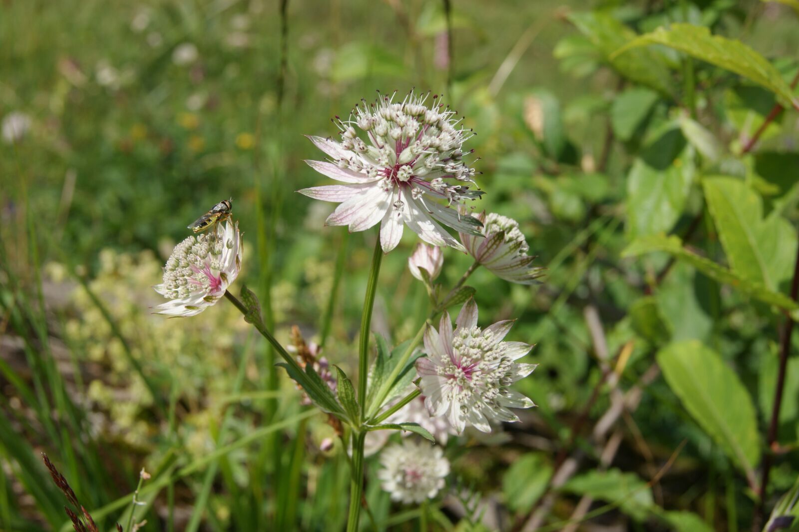 Sony Alpha DSLR-A290 sample photo. Flower, nature, meadow photography