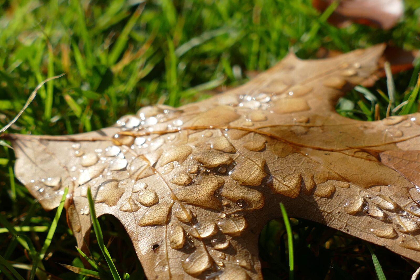 Panasonic Lumix DMC-FZ1000 sample photo. Leaf, oak, autumn photography