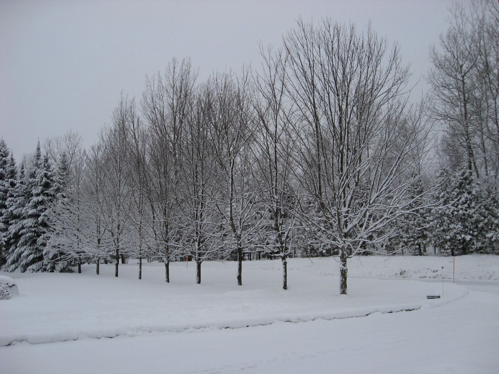 Canon POWERSHOT SD850 IS sample photo. Winter, tree, snow photography