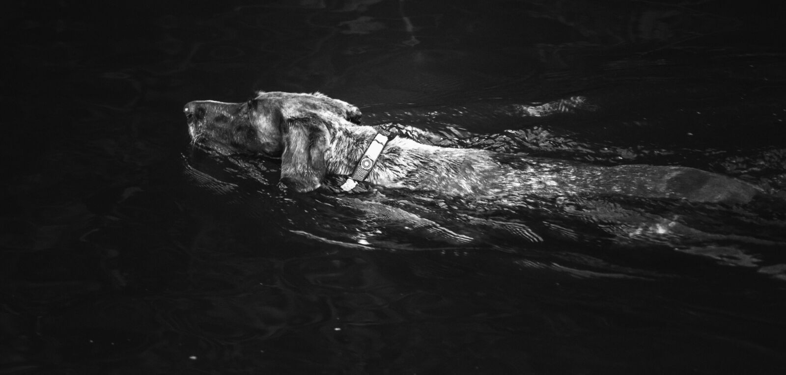 Nikon D7000 sample photo. Dog, swimming, water photography