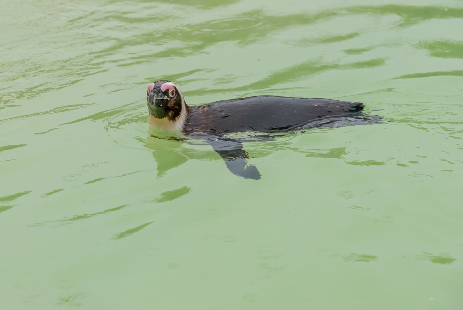 Nikon D80 sample photo. Penguin, animal, bird photography