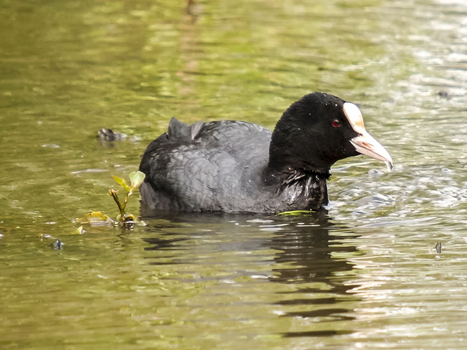 Olympus E-3 sample photo. Moorhen, water bird, bird photography
