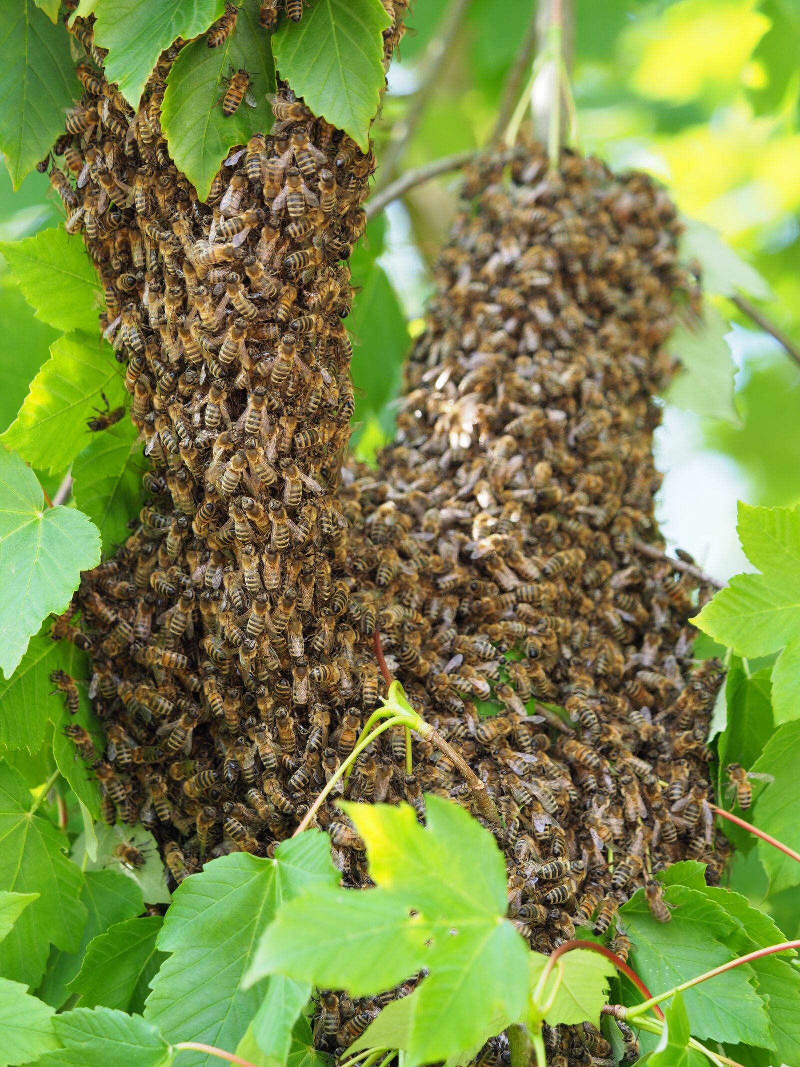 Olympus M.Zuiko Digital ED 40-150mm F2.8 Pro sample photo. Bee, swarm, bee swarm photography