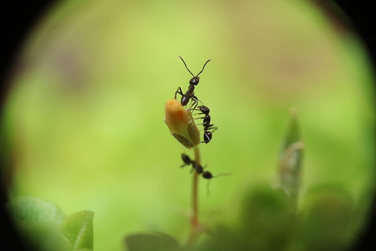 Canon EOS M50 (EOS Kiss M) sample photo. Ants, workers, insects photography