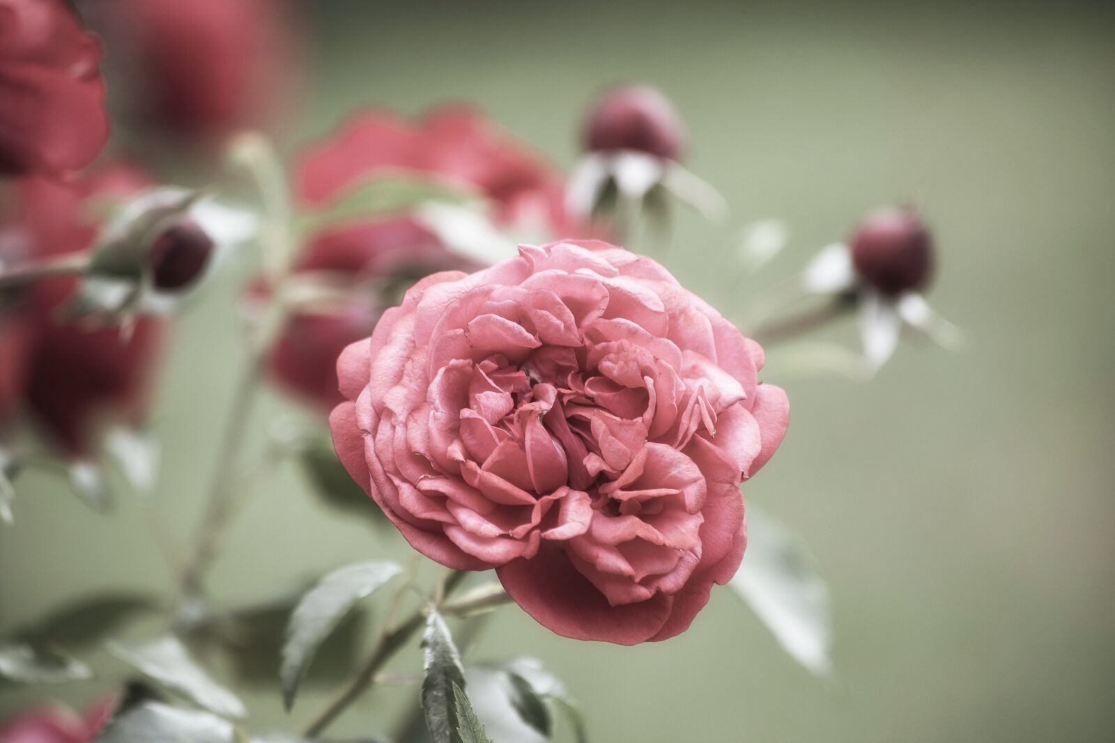 Canon EF 70-300mm F4-5.6 IS USM sample photo. Rose, plant, ornamental plant photography