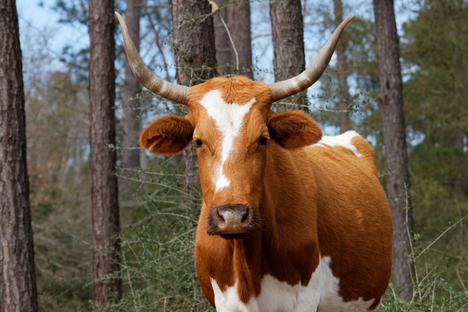 Canon EOS 70D sample photo. Cow, pretty, farm photography