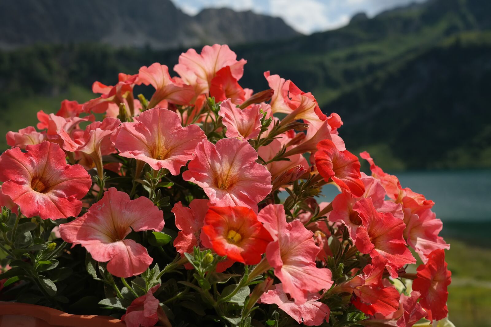 Samsung NX300 sample photo. Petunia, flowers, orange photography