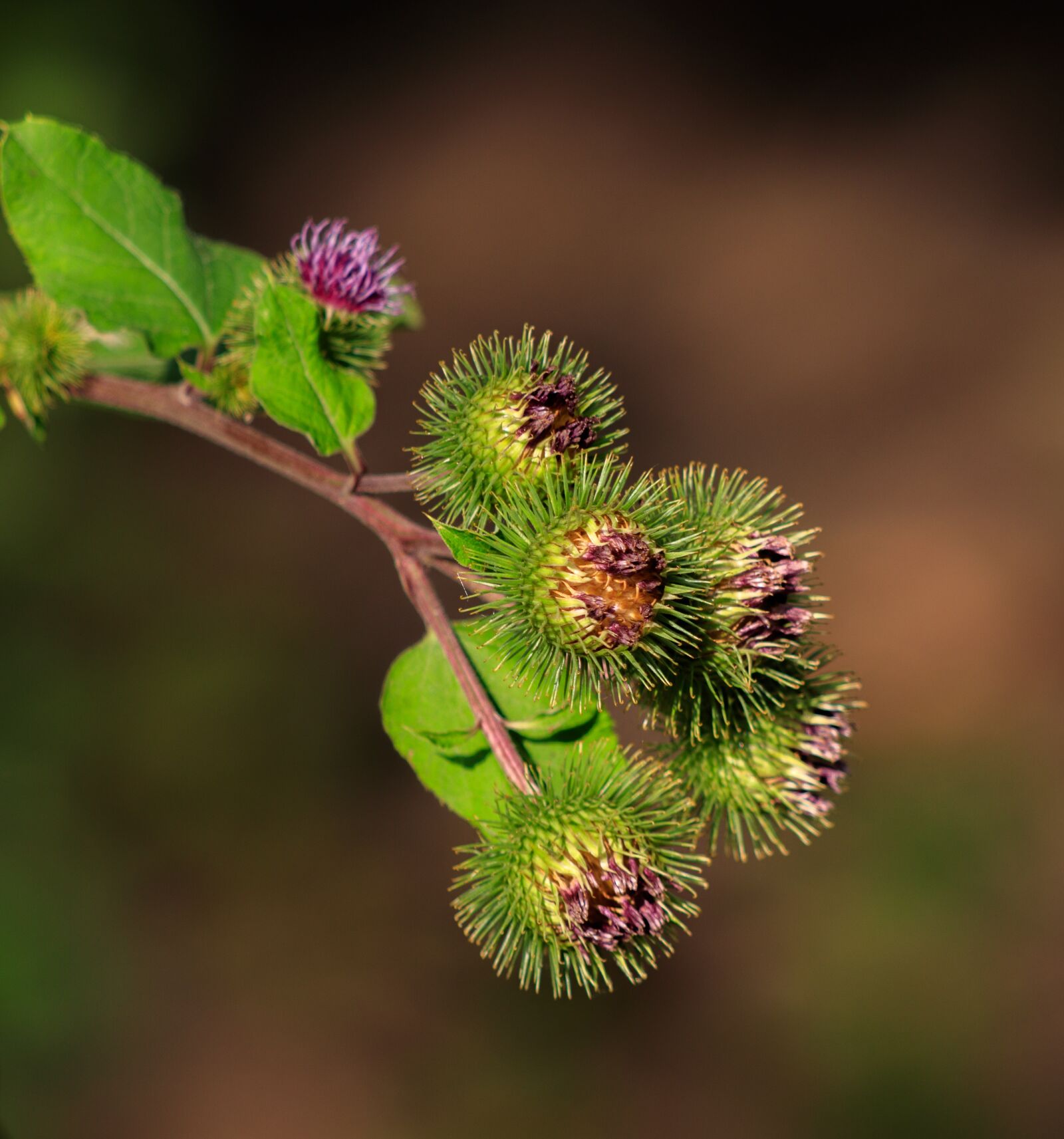 Canon EF 70-300 F4-5.6 IS II USM sample photo. Thistle, thistle flower, plant photography