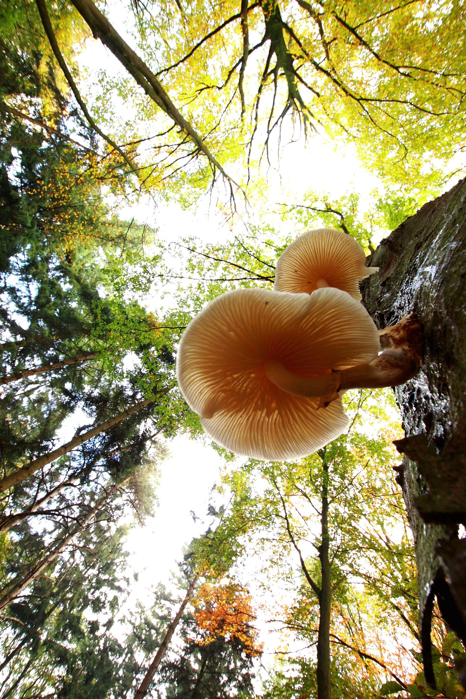 Canon EOS 500D (EOS Rebel T1i / EOS Kiss X3) sample photo. Mushroom, autumn, agaric photography