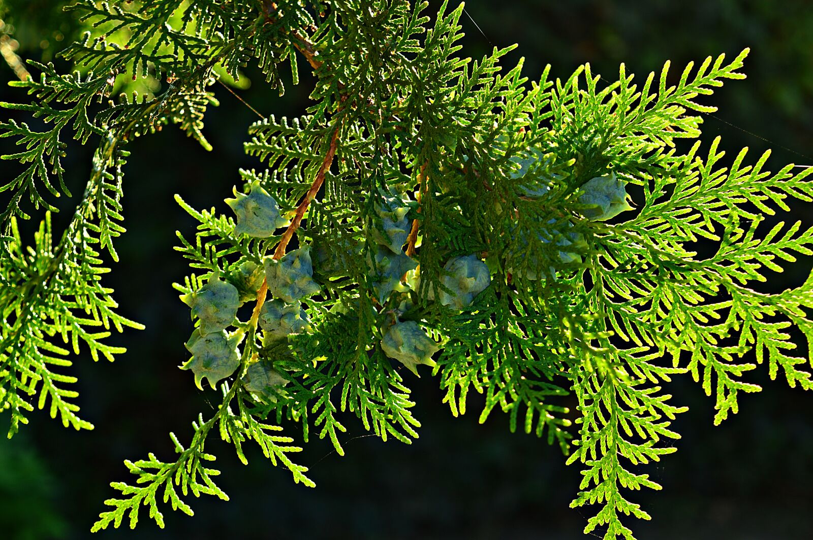 Nikon D3200 sample photo. Thuja, evergreen, branch photography