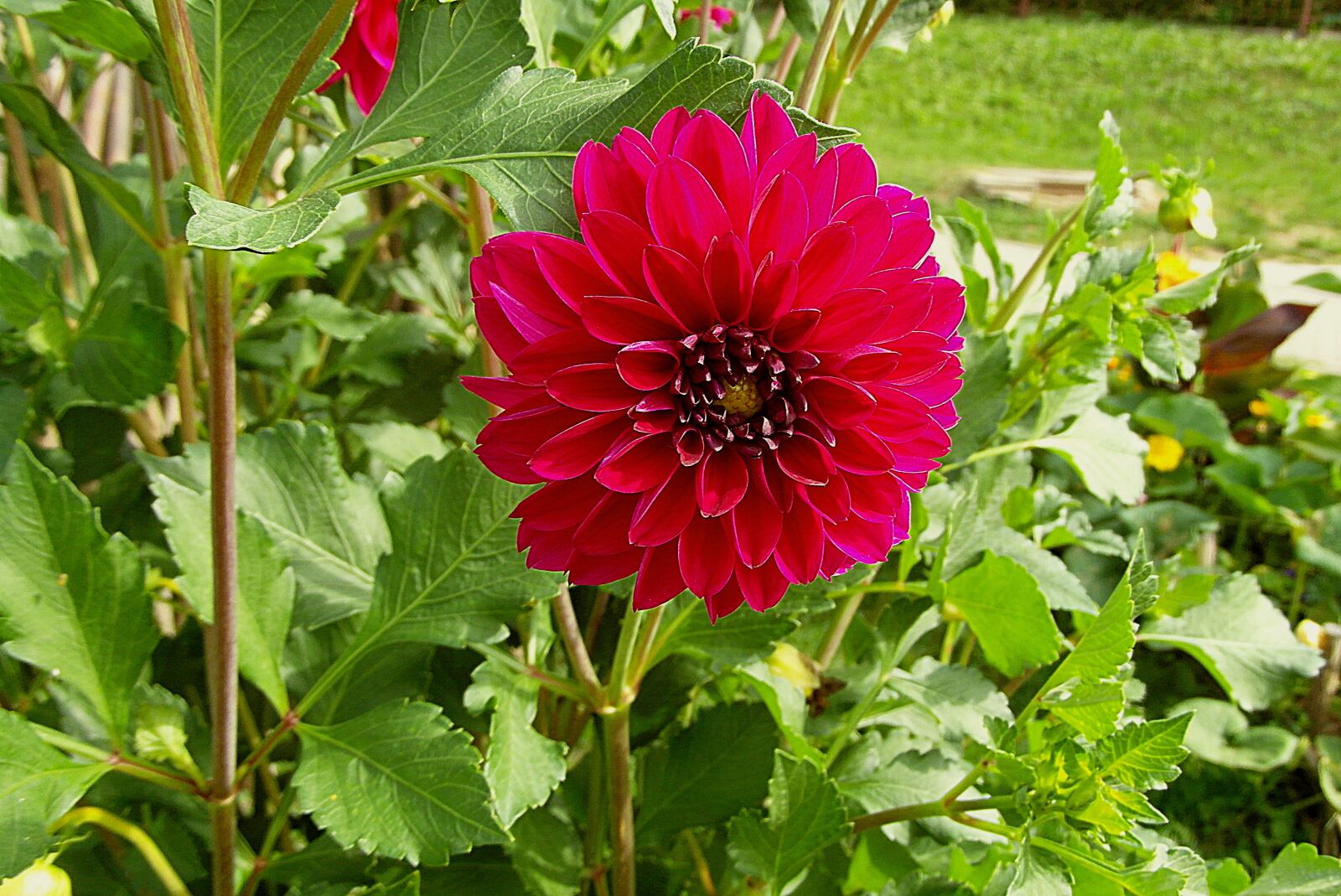 Samsung WB750 sample photo. Dalia, flower, garden photography