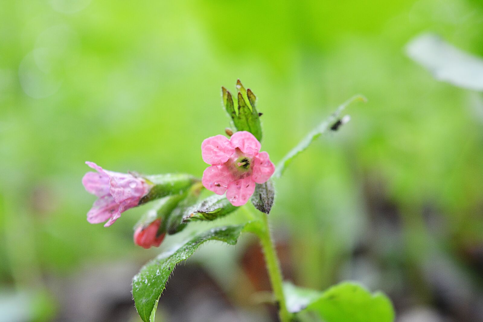 Nikon D5200 sample photo. Flowers, spring, nature photography