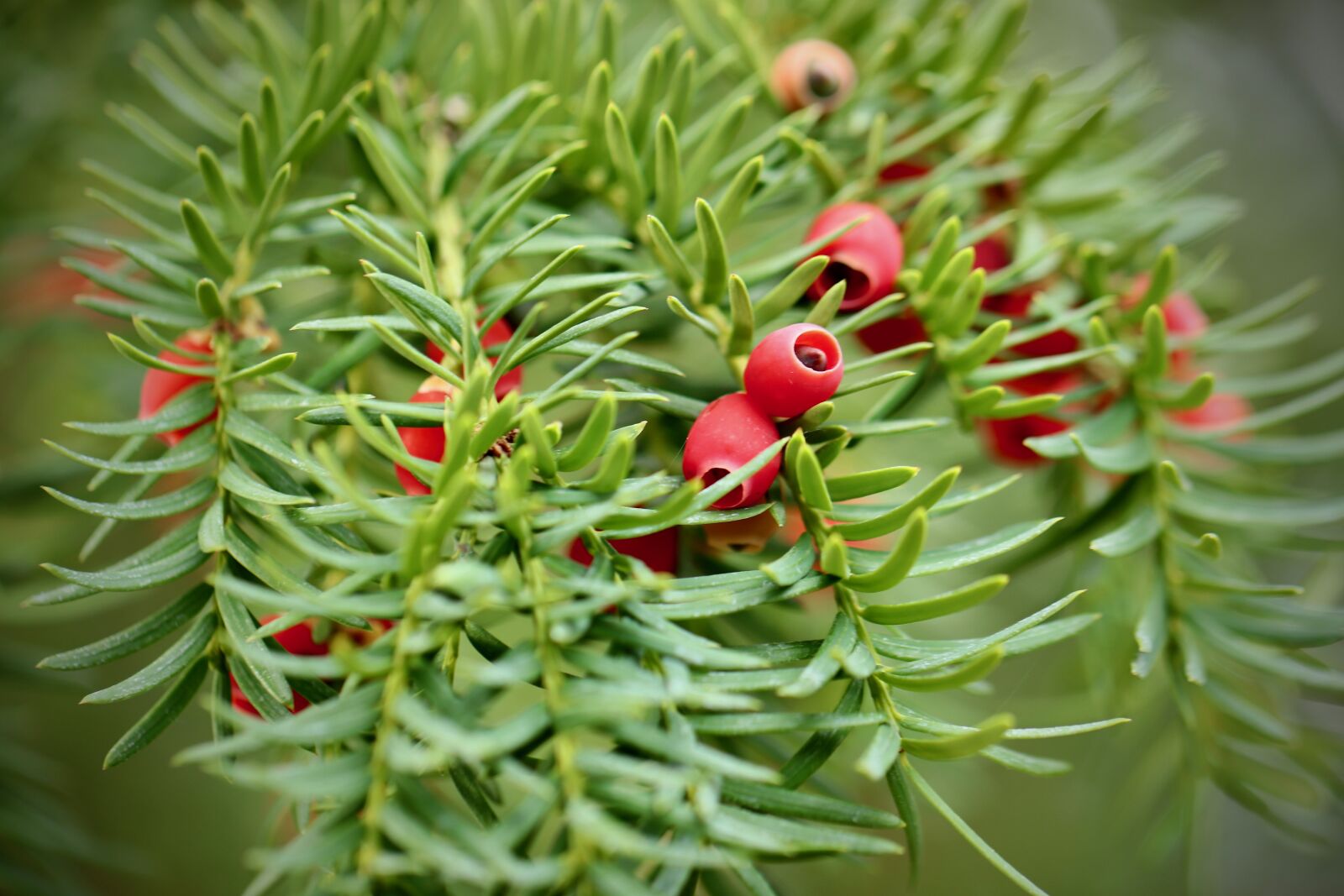 Canon EOS 800D (EOS Rebel T7i / EOS Kiss X9i) sample photo. Yew, berries yew, tree photography