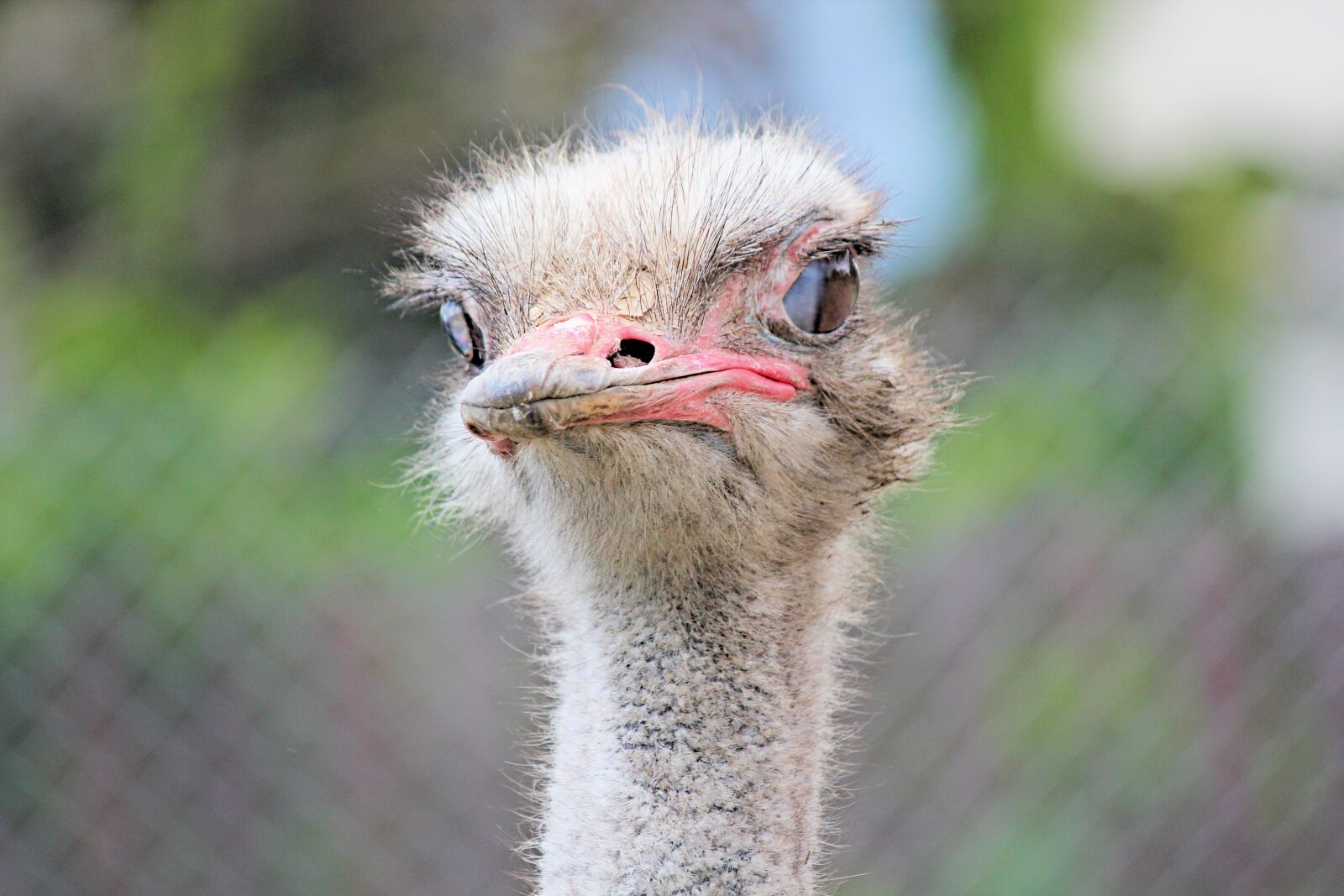 Canon EOS 550D (EOS Rebel T2i / EOS Kiss X4) sample photo. The ostrich, bird, flightless photography