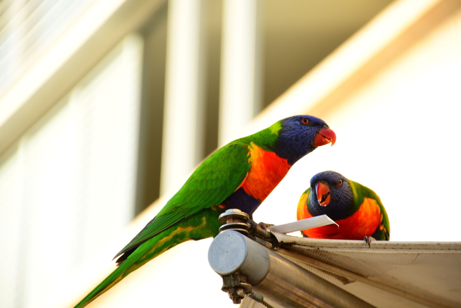 Nikon D7500 sample photo. Parrots, green birds, small photography